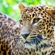 leopard