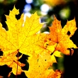 podzimní listy jsou zřejmě nejfotogeničtější