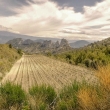 vinohrad v Gigondas s pozadm impozantn hory Mount Ventoux