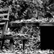 podzimní snímek opuštěné židle a stollu zasypané listím v prokopáku v jedové chýši :o)